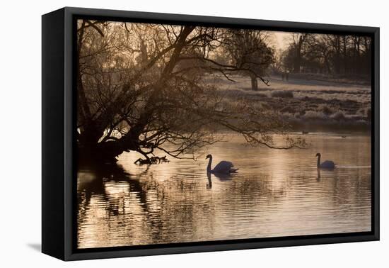 Two Swans Swim across a Misty Pond in Richmond Park at Sunrise in Winter-Alex Saberi-Framed Stretched Canvas