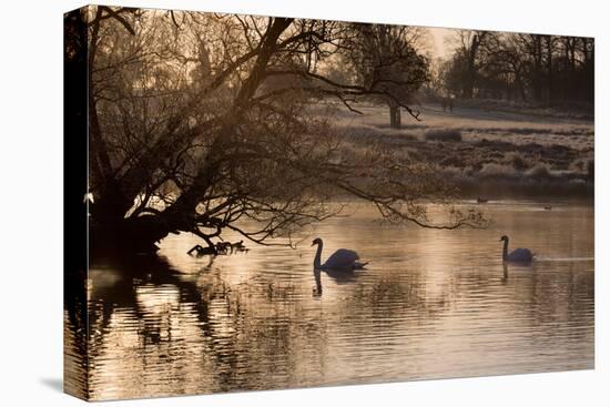 Two Swans Swim across a Misty Pond in Richmond Park at Sunrise in Winter-Alex Saberi-Stretched Canvas