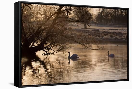 Two Swans Swim across a Misty Pond in Richmond Park at Sunrise in Winter-Alex Saberi-Framed Stretched Canvas