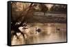 Two Swans Swim across a Misty Pond in Richmond Park at Sunrise in Winter-Alex Saberi-Framed Stretched Canvas