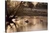 Two Swans Swim across a Misty Pond in Richmond Park at Sunrise in Winter-Alex Saberi-Stretched Canvas