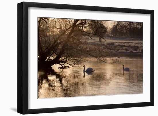 Two Swans Swim across a Misty Pond in Richmond Park at Sunrise in Winter-Alex Saberi-Framed Photographic Print