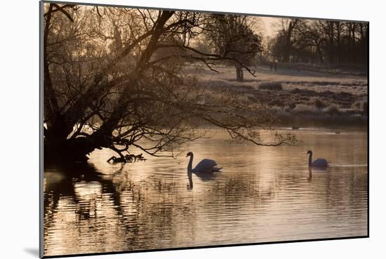 Two Swans Swim across a Misty Pond in Richmond Park at Sunrise in Winter-Alex Saberi-Mounted Photographic Print