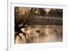 Two Swans Swim across a Misty Pond in Richmond Park at Sunrise in Winter-Alex Saberi-Framed Photographic Print