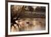 Two Swans Swim across a Misty Pond in Richmond Park at Sunrise in Winter-Alex Saberi-Framed Photographic Print