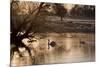 Two Swans Swim across a Misty Pond in Richmond Park at Sunrise in Winter-Alex Saberi-Mounted Photographic Print