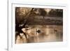 Two Swans Swim across a Misty Pond in Richmond Park at Sunrise in Winter-Alex Saberi-Framed Photographic Print