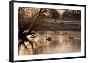 Two Swans Swim across a Misty Pond in Richmond Park at Sunrise in Winter-Alex Saberi-Framed Photographic Print