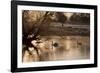 Two Swans Swim across a Misty Pond in Richmond Park at Sunrise in Winter-Alex Saberi-Framed Photographic Print