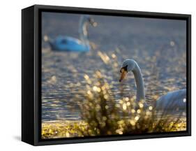 Two Swans Swim on a Pond in Richmond Park on a Sunny Morning-Alex Saberi-Framed Stretched Canvas