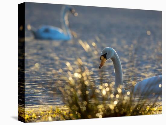 Two Swans Swim on a Pond in Richmond Park on a Sunny Morning-Alex Saberi-Stretched Canvas