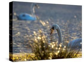 Two Swans Swim on a Pond in Richmond Park on a Sunny Morning-Alex Saberi-Stretched Canvas