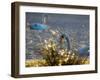 Two Swans Swim on a Pond in Richmond Park on a Sunny Morning-Alex Saberi-Framed Photographic Print