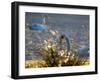 Two Swans Swim on a Pond in Richmond Park on a Sunny Morning-Alex Saberi-Framed Photographic Print