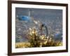 Two Swans Swim on a Pond in Richmond Park on a Sunny Morning-Alex Saberi-Framed Photographic Print