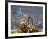 Two Swans Swim on a Pond in Richmond Park on a Sunny Morning-Alex Saberi-Framed Photographic Print