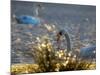 Two Swans Swim on a Pond in Richmond Park on a Sunny Morning-Alex Saberi-Mounted Photographic Print