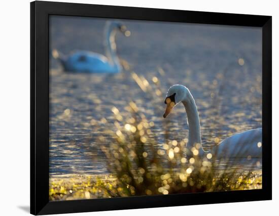 Two Swans Swim on a Pond in Richmond Park on a Sunny Morning-Alex Saberi-Framed Photographic Print