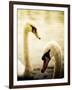 Two Swans Swimming on Lake-Clive Nolan-Framed Photographic Print