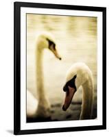 Two Swans Swimming on Lake-Clive Nolan-Framed Photographic Print