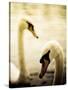 Two Swans Swimming on Lake-Clive Nolan-Stretched Canvas