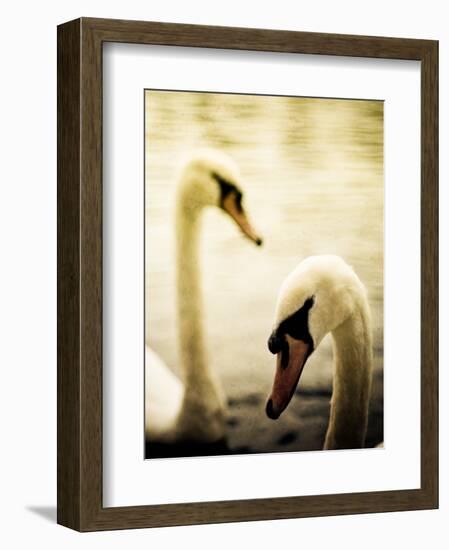 Two Swans Swimming on Lake-Clive Nolan-Framed Photographic Print