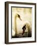 Two Swans Swimming on Lake-Clive Nolan-Framed Photographic Print