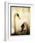 Two Swans Swimming on Lake-Clive Nolan-Framed Photographic Print