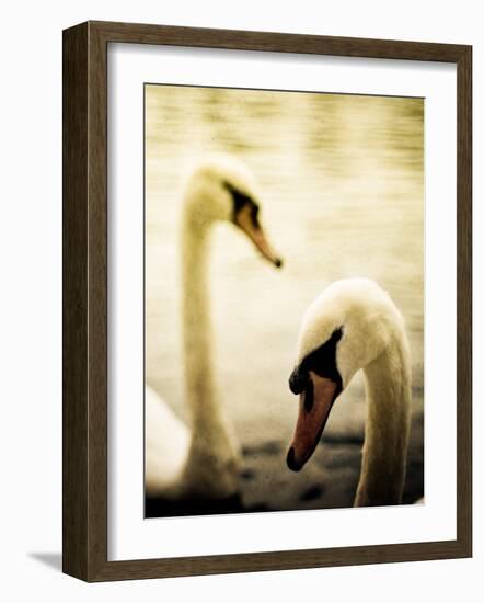 Two Swans Swimming on Lake-Clive Nolan-Framed Photographic Print