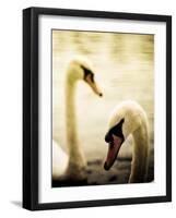 Two Swans Swimming on Lake-Clive Nolan-Framed Photographic Print