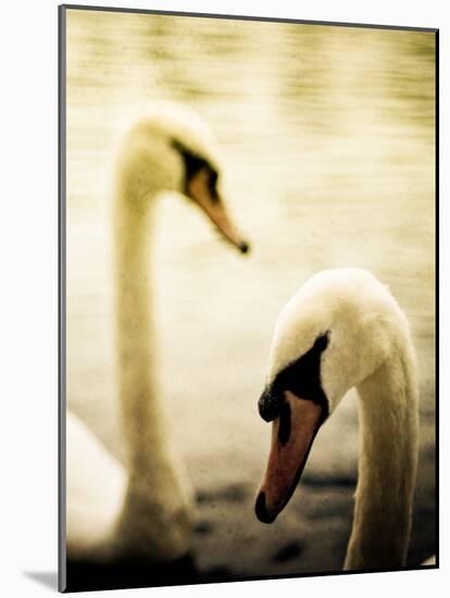 Two Swans Swimming on Lake-Clive Nolan-Mounted Photographic Print