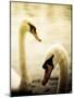 Two Swans Swimming on Lake-Clive Nolan-Mounted Photographic Print