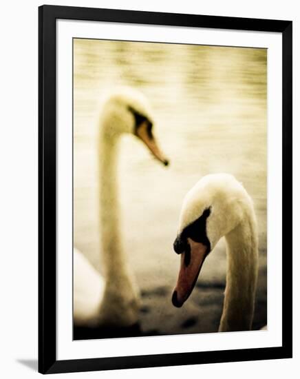Two Swans Swimming on Lake-Clive Nolan-Framed Premium Photographic Print