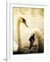 Two Swans Swimming on Lake-Clive Nolan-Framed Photographic Print