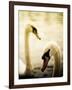 Two Swans Swimming on Lake-Clive Nolan-Framed Photographic Print