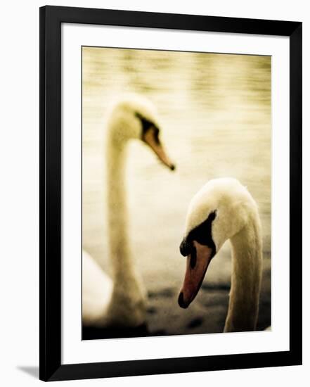 Two Swans Swimming on Lake-Clive Nolan-Framed Photographic Print