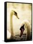 Two Swans Swimming on Lake-Clive Nolan-Framed Stretched Canvas