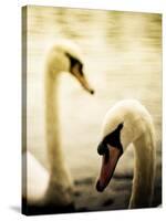 Two Swans Swimming on Lake-Clive Nolan-Stretched Canvas