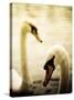 Two Swans Swimming on Lake-Clive Nolan-Stretched Canvas