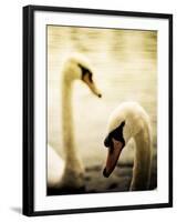 Two Swans Swimming on Lake-Clive Nolan-Framed Photographic Print