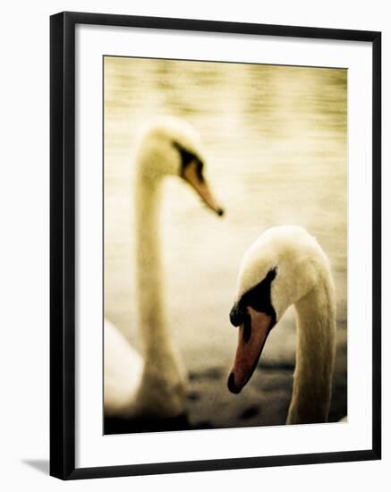 Two Swans Swimming on Lake-Clive Nolan-Framed Photographic Print