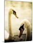 Two Swans Swimming on Lake-Clive Nolan-Mounted Photographic Print