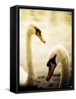 Two Swans Swimming on Lake-Clive Nolan-Framed Stretched Canvas