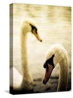 Two Swans Swimming on Lake-Clive Nolan-Stretched Canvas