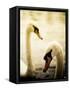 Two Swans Swimming on Lake-Clive Nolan-Framed Stretched Canvas