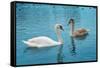 Two Swans-Vakhrushev Pavel-Framed Stretched Canvas