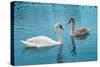 Two Swans-Vakhrushev Pavel-Stretched Canvas
