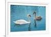 Two Swans-Vakhrushev Pavel-Framed Photographic Print