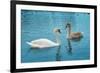 Two Swans-Vakhrushev Pavel-Framed Photographic Print