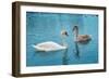 Two Swans-Vakhrushev Pavel-Framed Photographic Print